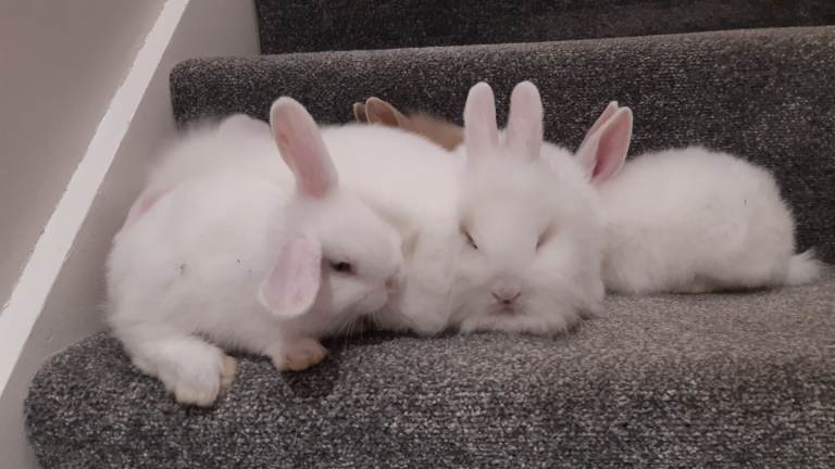 Baby Bunnies, lion head, lop eared cross.