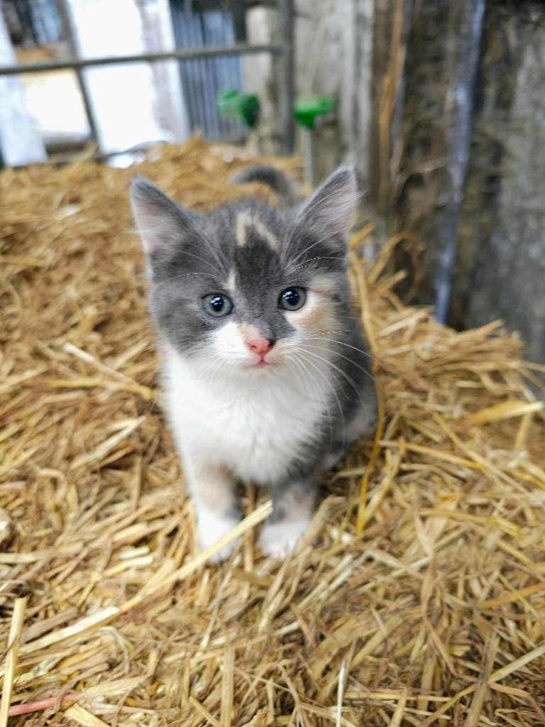Beautiful kittens for sale. 1 LEFT.