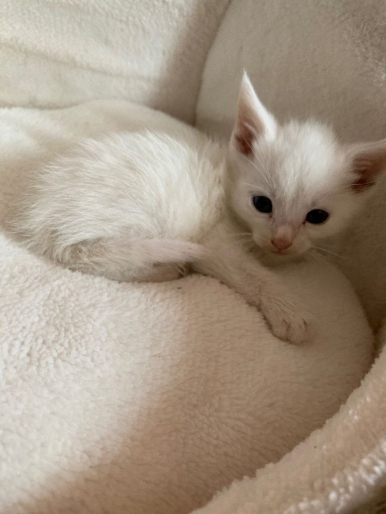 Baby kitten