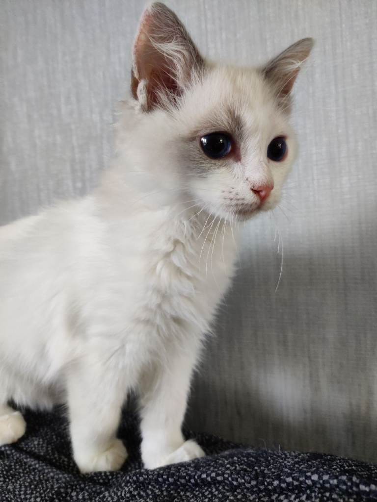 Ragdoll Kitten for urgent rehoming