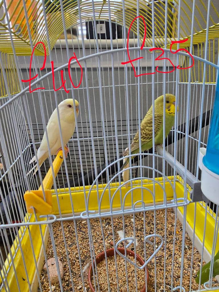 Baby Budgies updated photos
