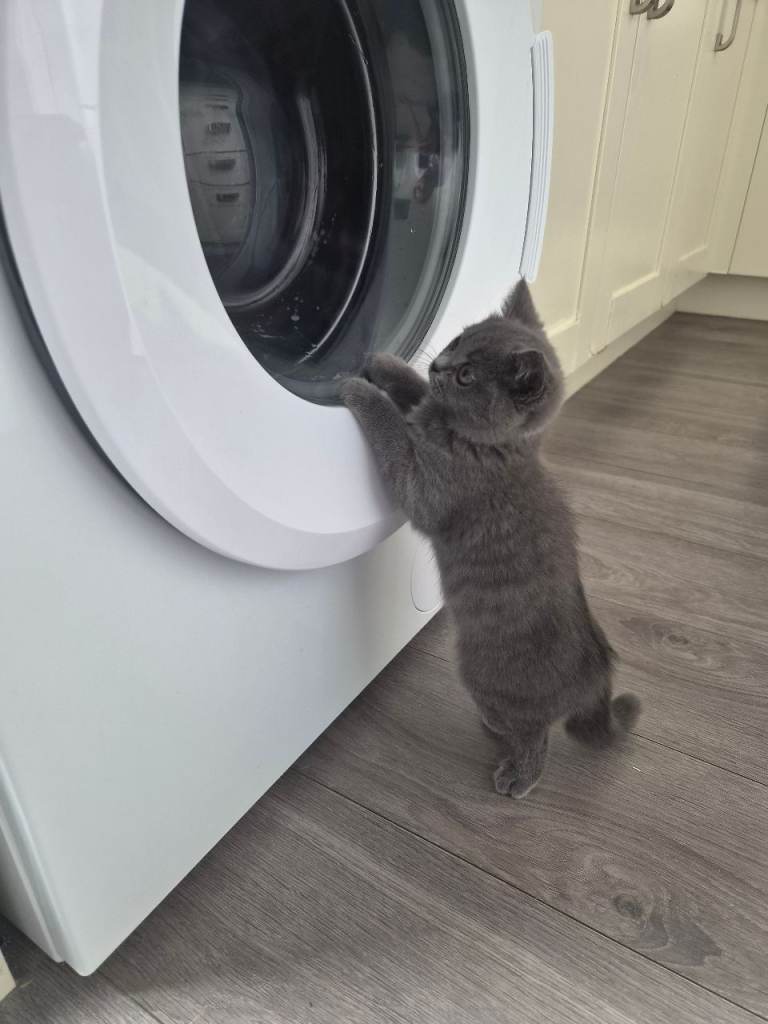 British short hair 3 months old kitten