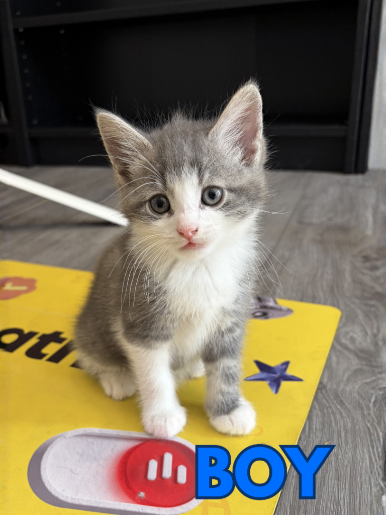Beautiful Grey Kitten - Boy - Ready to leave now 