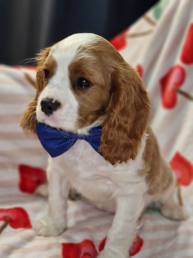 Cavalier king charles Spaniel 