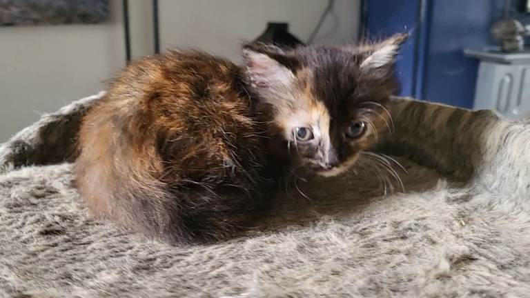 Mixed Breed Kittens 2 left torte female and black male 
