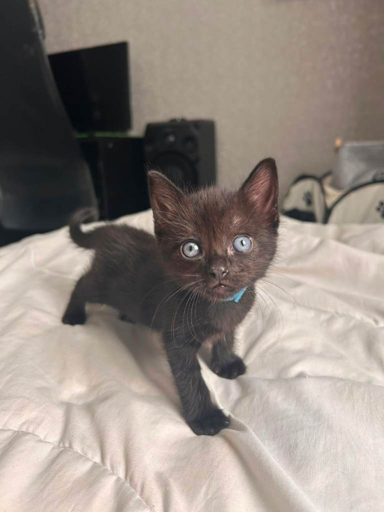 Half rag doll kittens