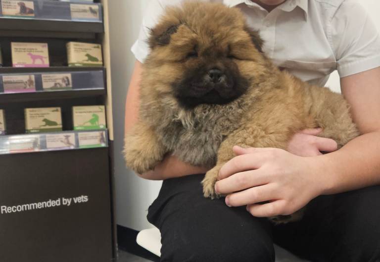 Chow chow puppies
