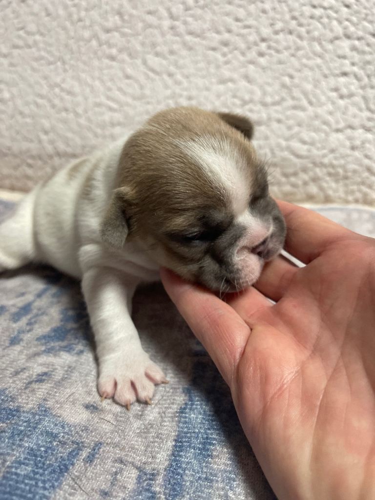 Male French Bulldog puppy 