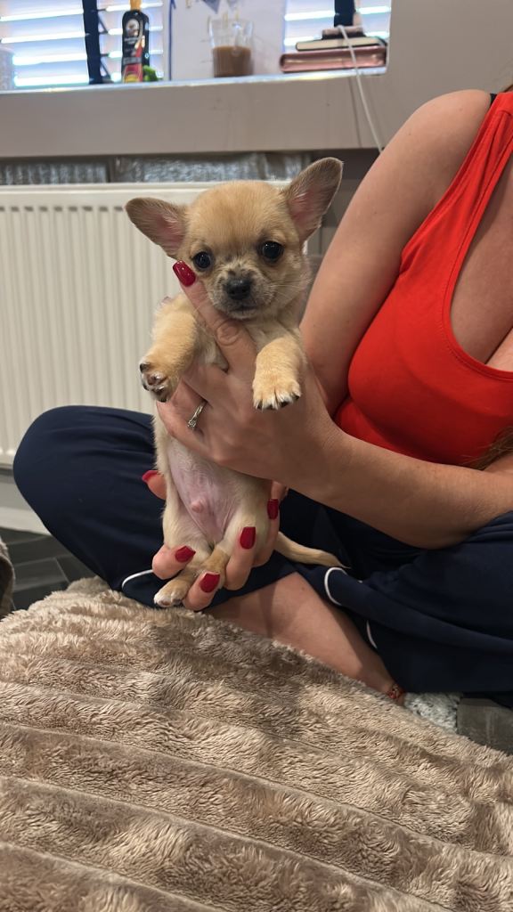 2lovely chihuahua boys