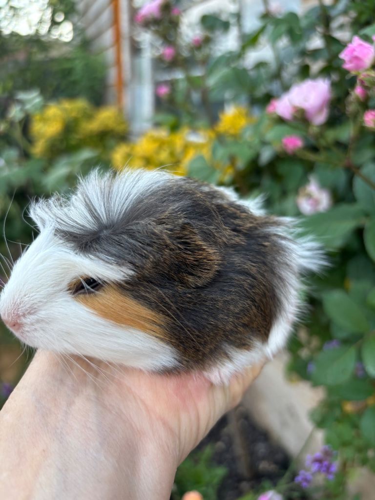 Gorgeous baby Guinea pigs