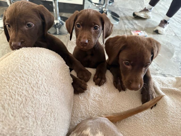 Choc Labradorr X Weimaraner