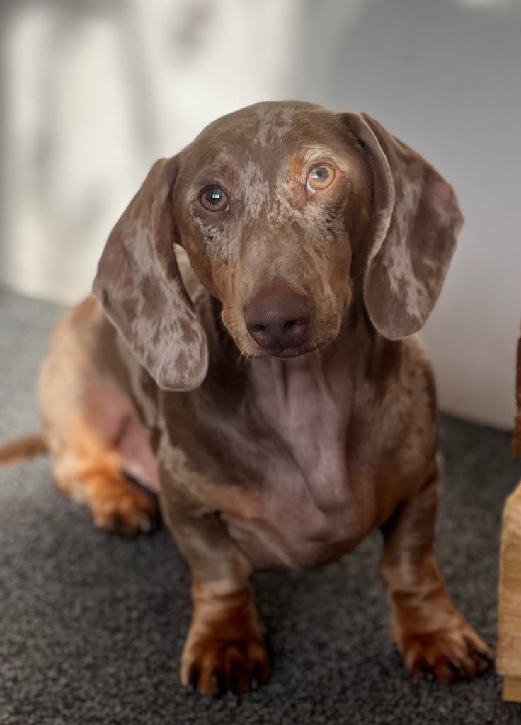 Gorgeous dachshund  