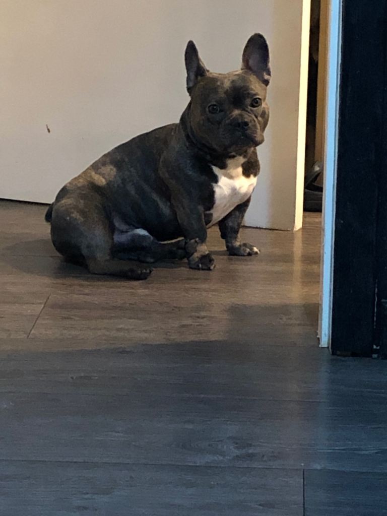 2 year old male French bulldog 