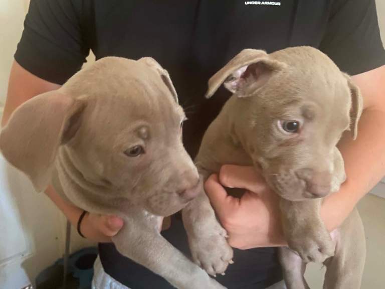 Blue merla staffie