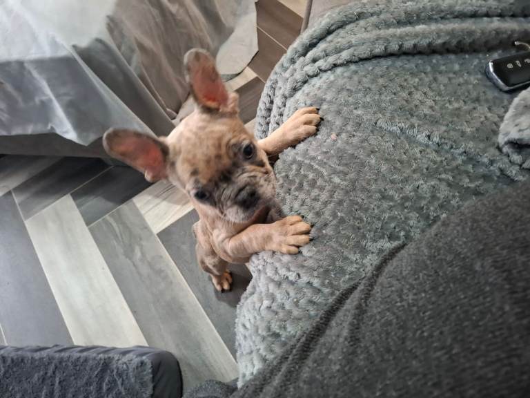 Beautiful Kc Registered Merle French Bulldog puppies 