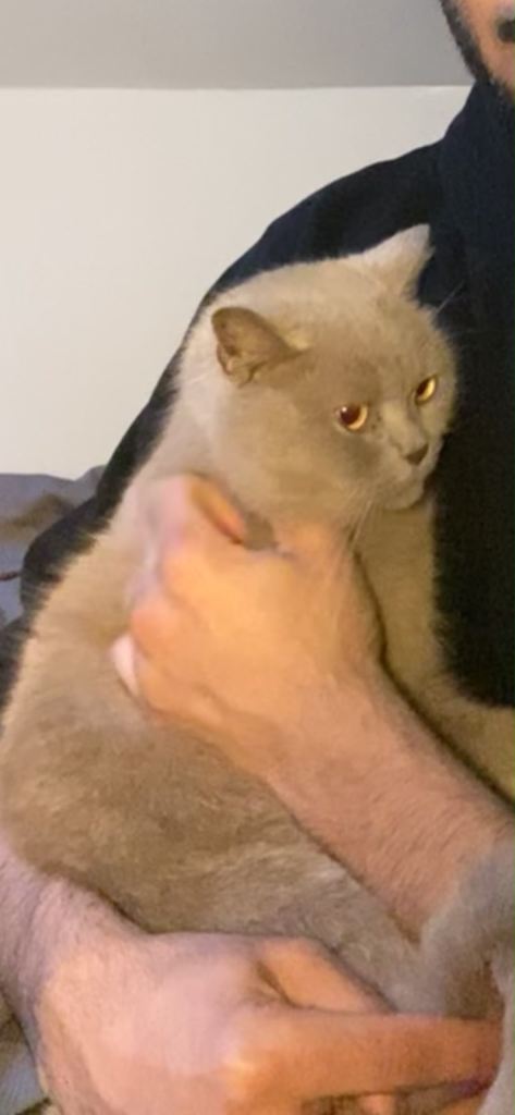 2 year old indoor Cat for Loving home 