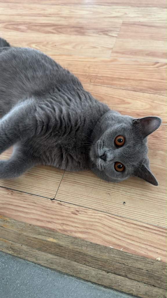 British shorthair 