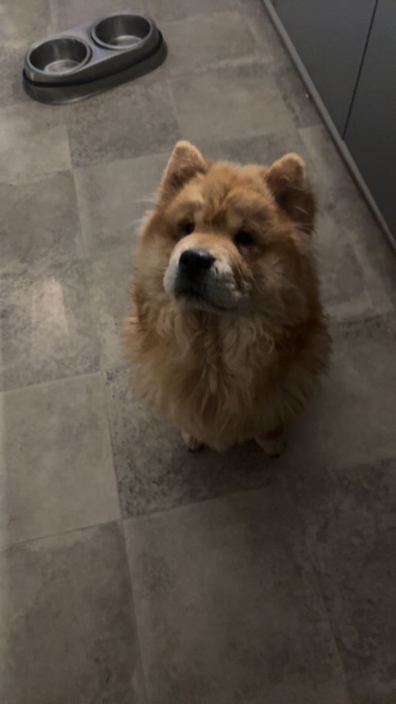 Chow chow for sale 
