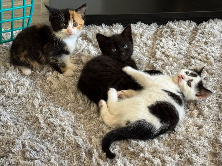 Kitten ready to go to there new homes 