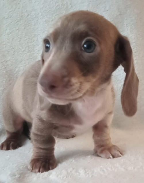 Miniature dachshund puppies