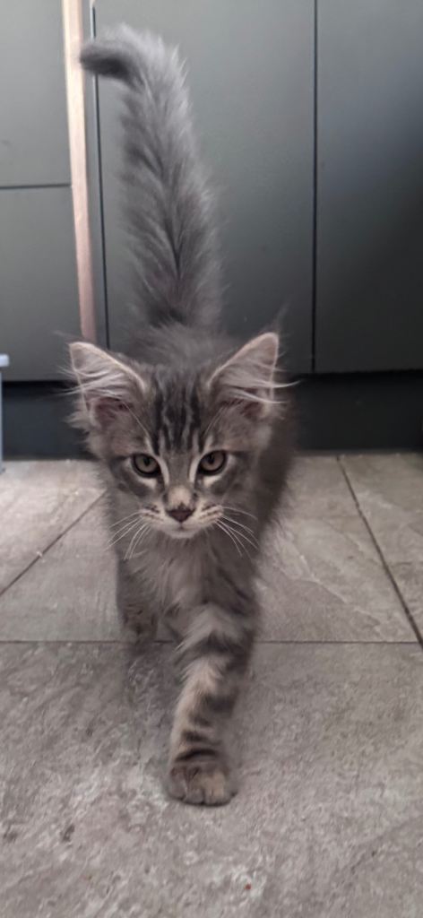 🏆 Exceptional Maine Coon Kittens – Champion Bloodlines 🏆