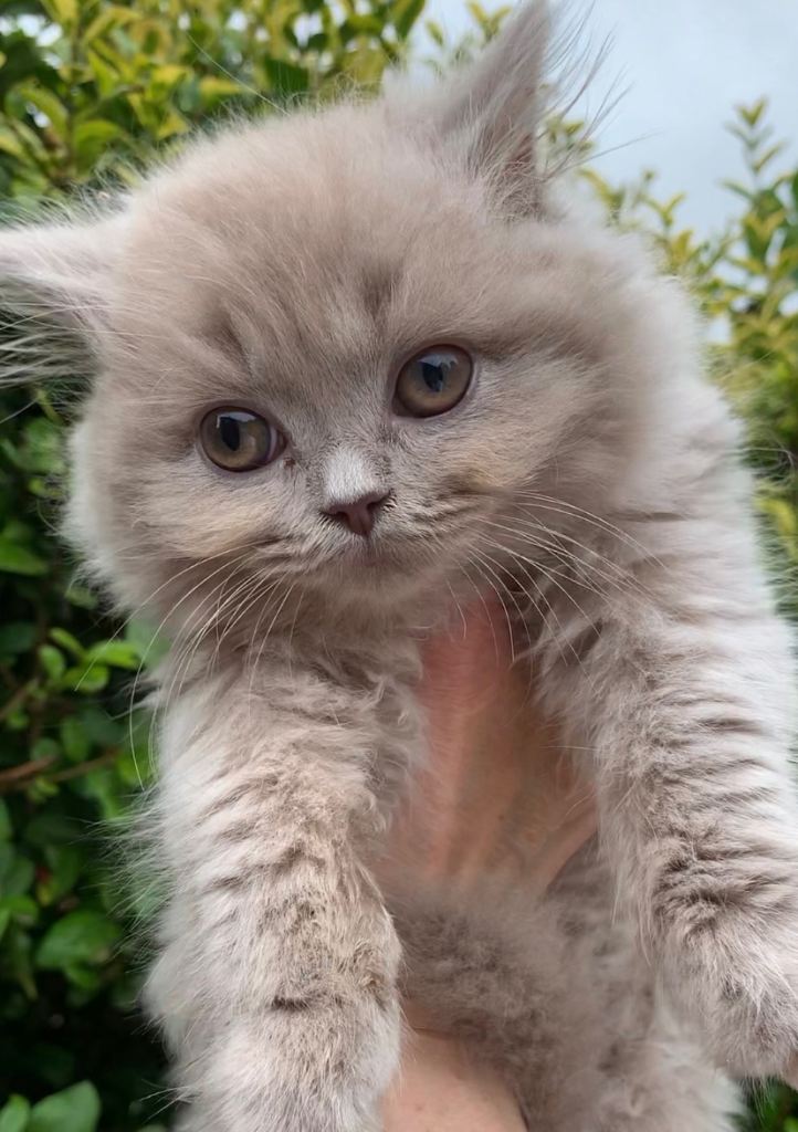 GCCF registered British long hair kittens 