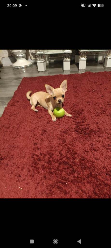 Chihuahua puppy 