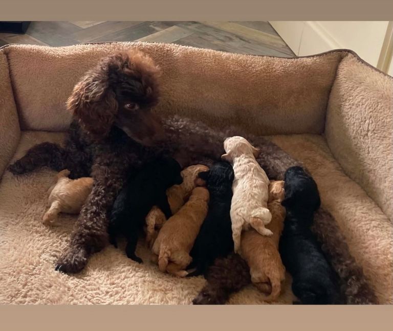 Miniature Poodle Puppies