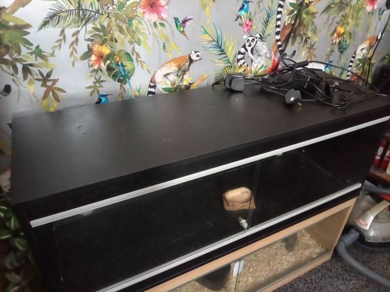 Black viv for sale 8 months old 