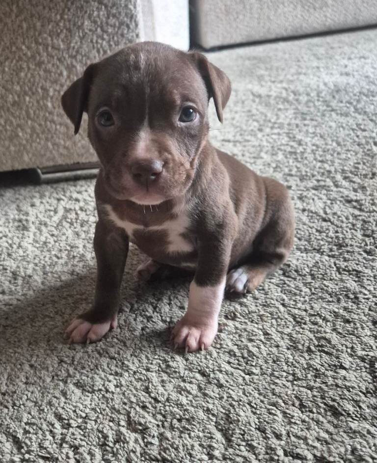 1 beautiful tan puppy with blue eyes