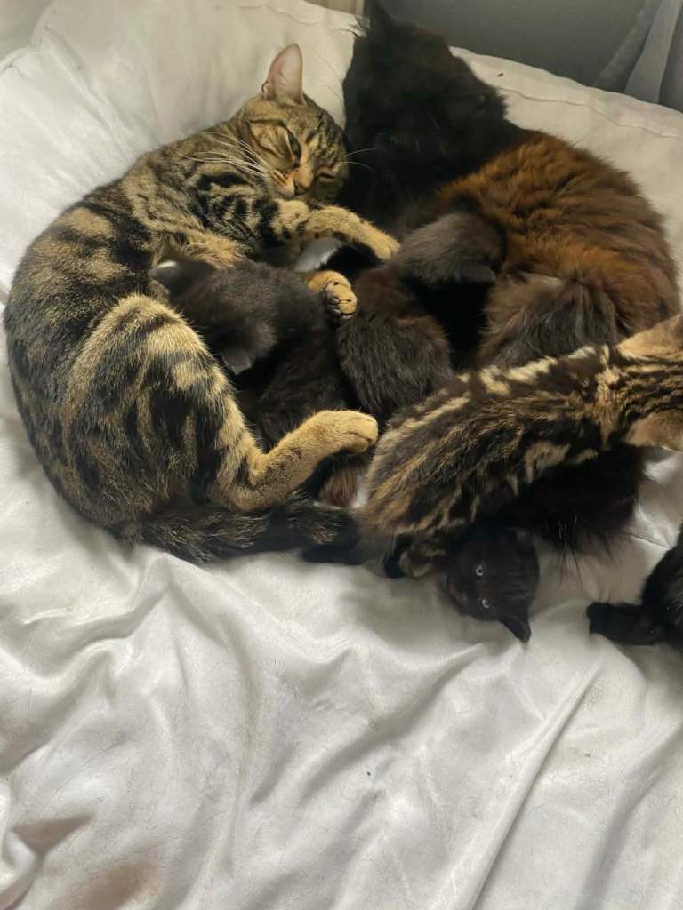 Kittens