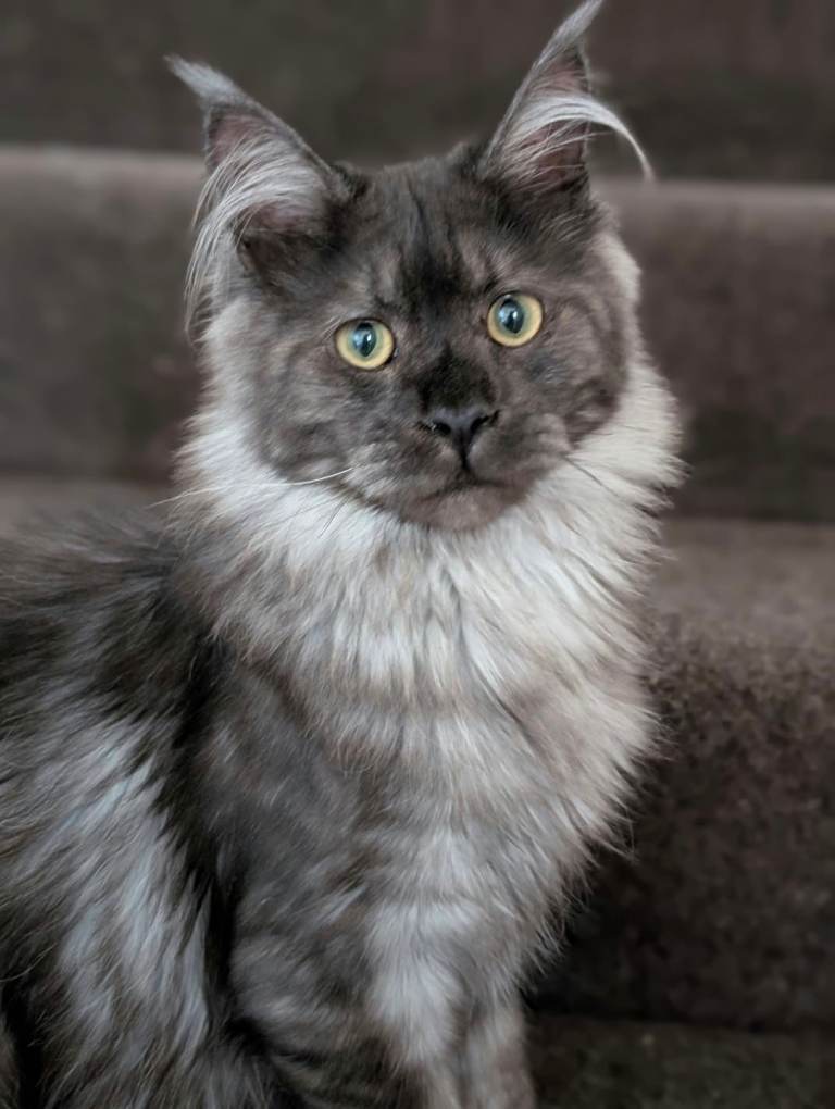 Gorgeous black smoke Main Coon kittens 