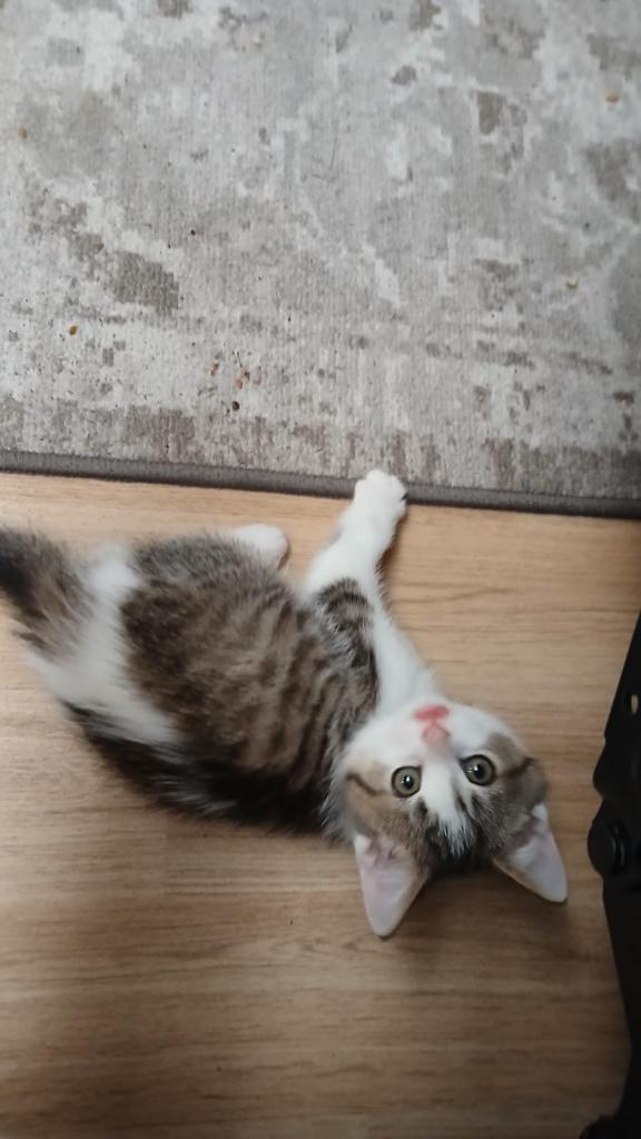 Hi I’m selling kitten named reggie