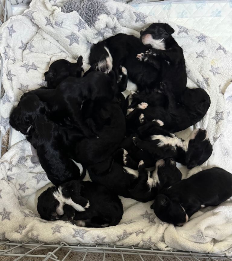 Deposits being take Beautiful Sproodle pups 