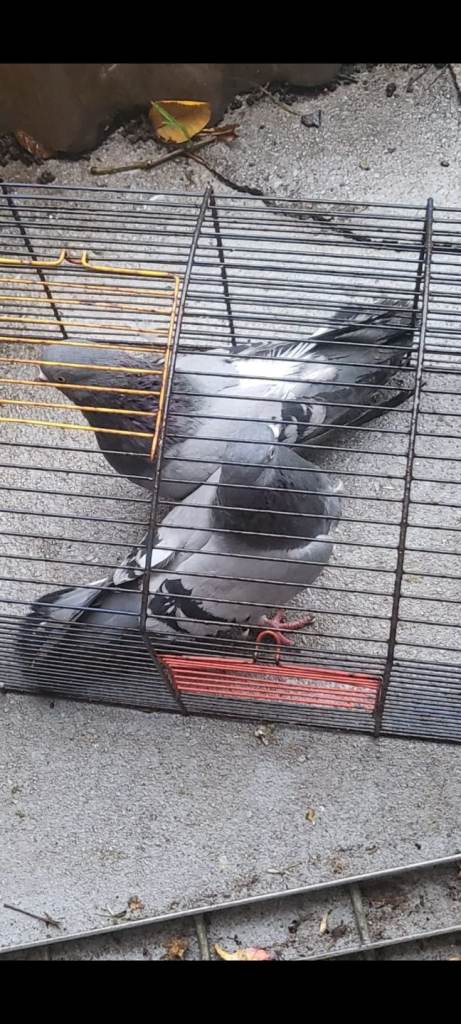 pigeons only sells pairs pair  Plał winerki  tipler budapest pigeons 