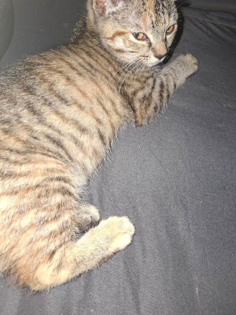 8month old kittens