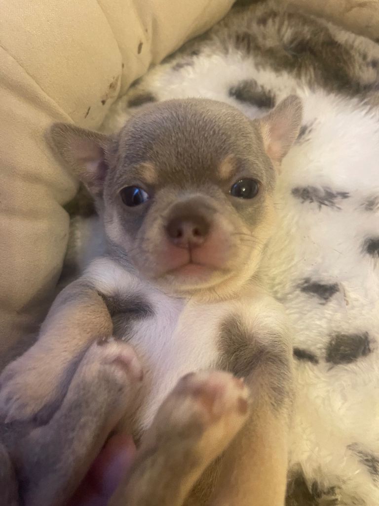 Chihuahua puppies rare colours