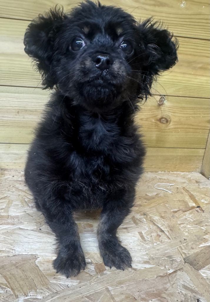 Cavalier X Chihuahua