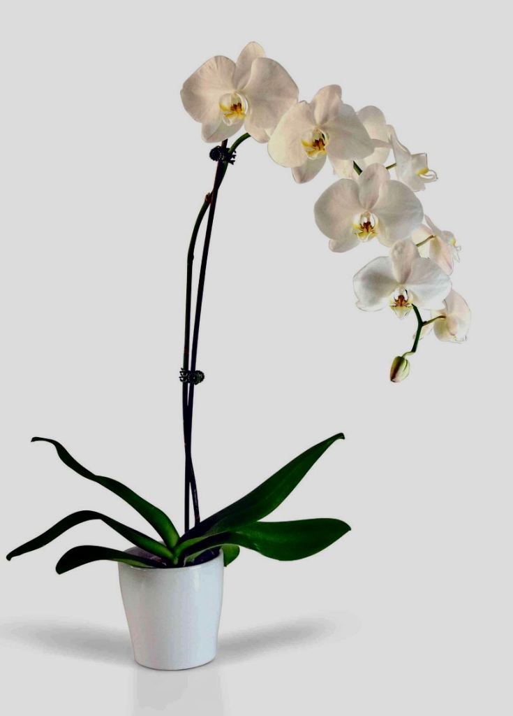 Beautiful White Orchid Plant – 