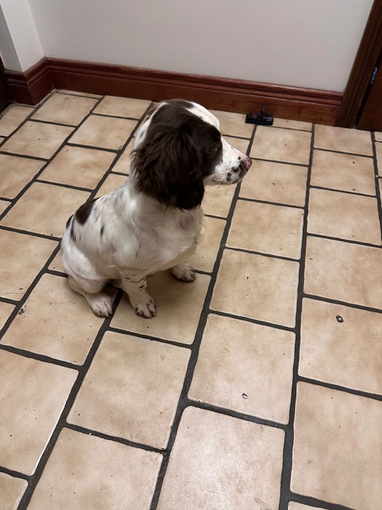 Springer Spaniel Pups FOR SALE