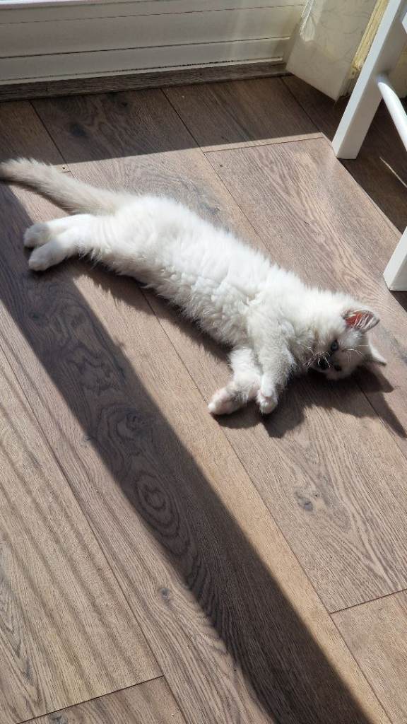 Blue Mitted Ragdoll Boy Kitten Looking for His Forever Home 🐾
