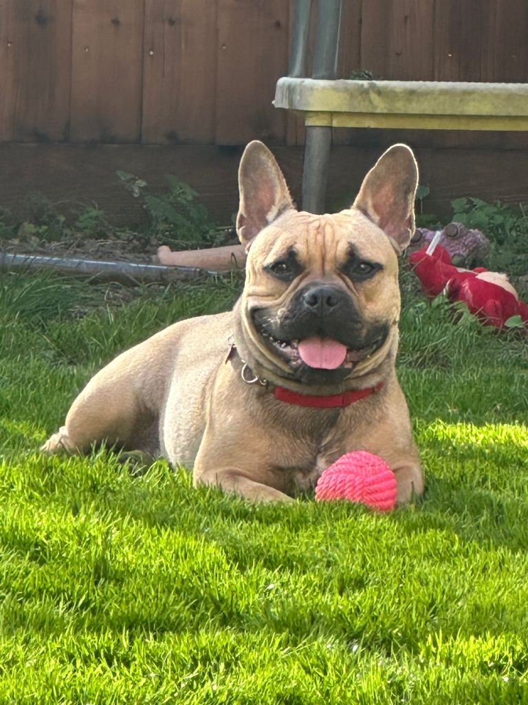 Bailey - Friendly French Bulldog x Standard American Bully Looking For a Loving Home