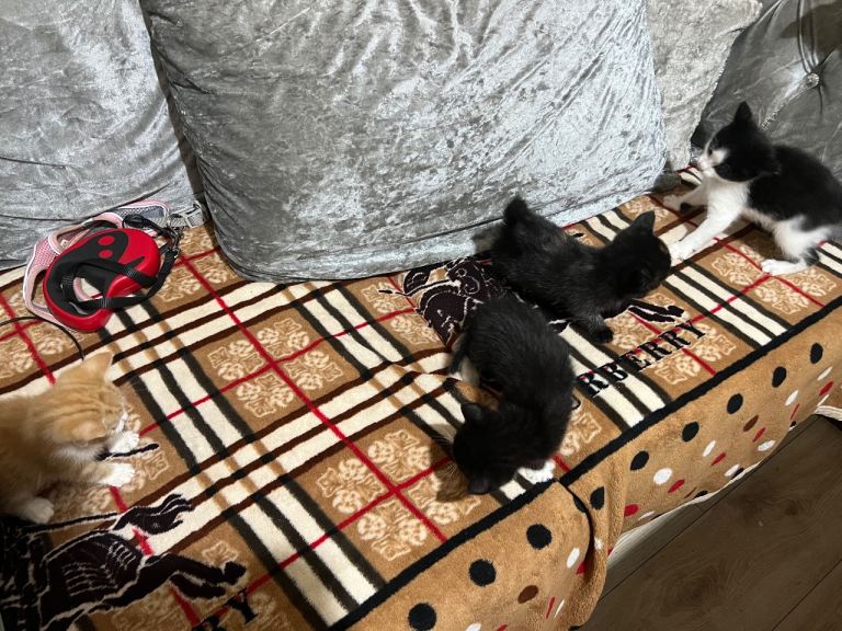 Kittens for sale 