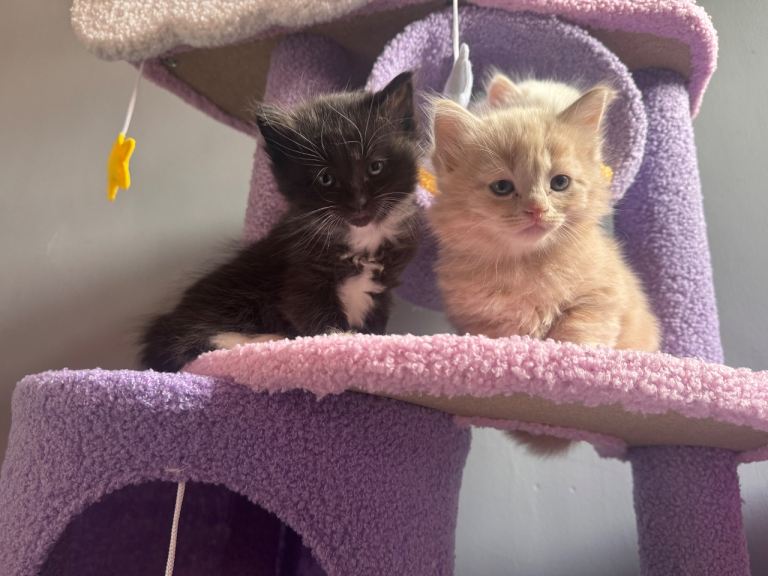 Ragdoll X kittens for sale (1 left)