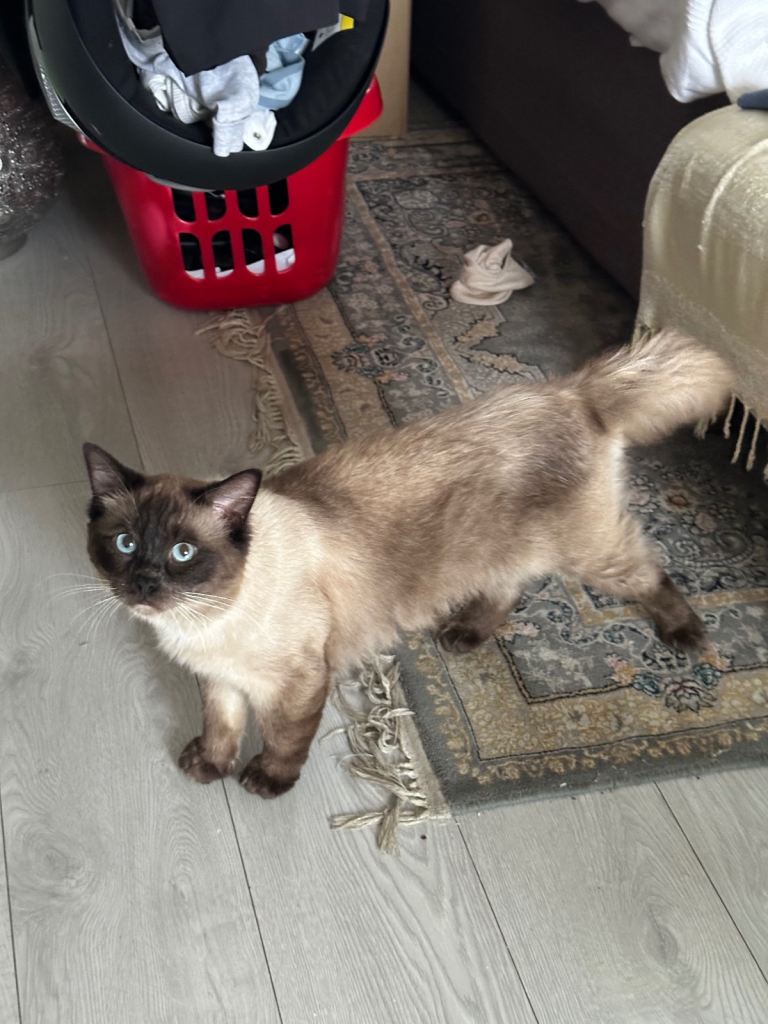 Ragdoll 1 year old cat 