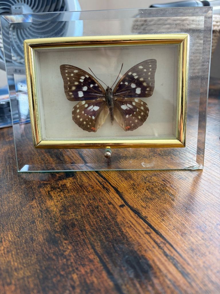 Butterfly Display in Glass Frame – Collectible Decor