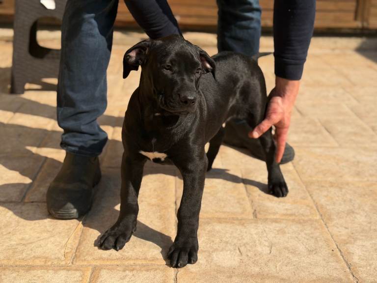 Presa Canario Females with Pedigree – Excellent Bloodlines