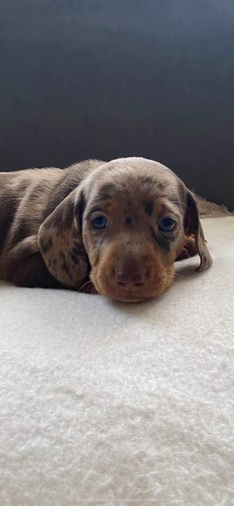 Miniature Dachshund Puppy