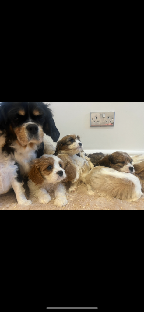 Cavachon Puppies parents health tested 
