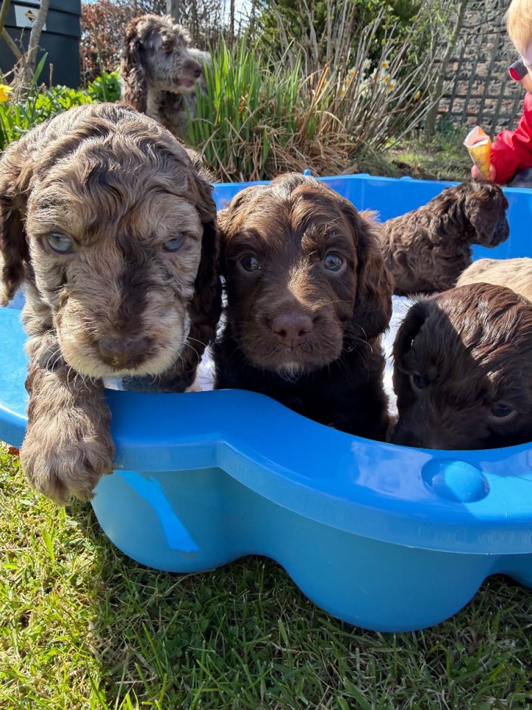 Cockapoo puppies